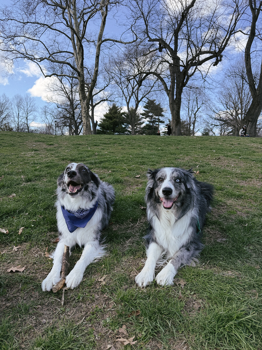 Two dogs sitting side by side on a grassy hill