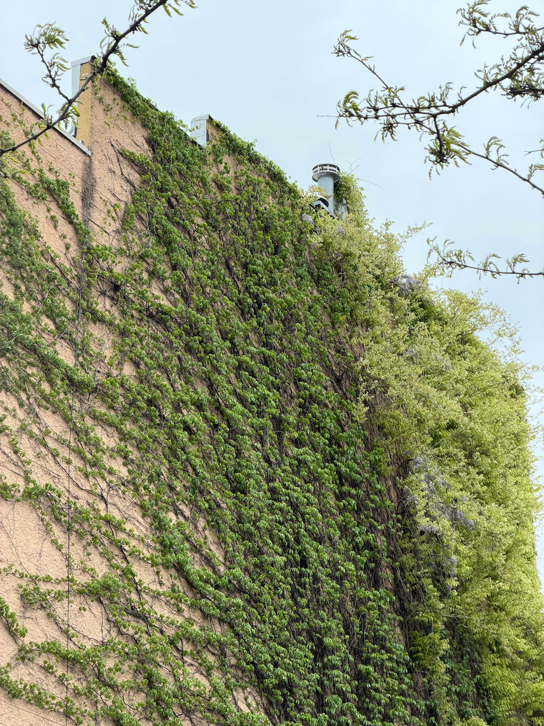 A wall of ivy growing on a building