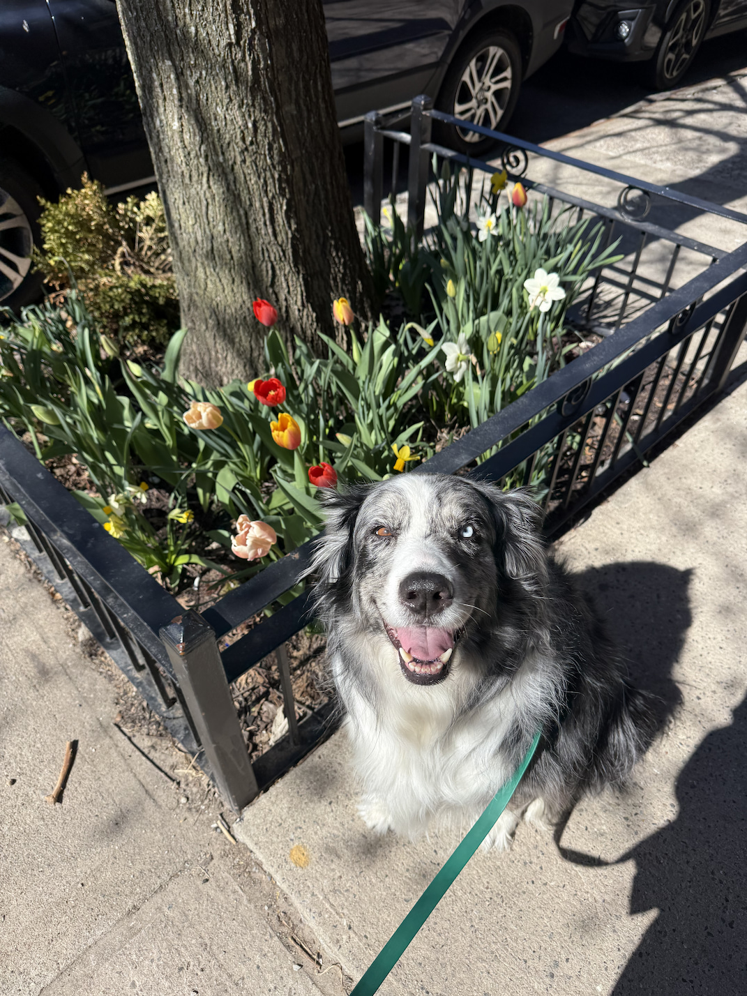 Kodak sitting in front of some flowers