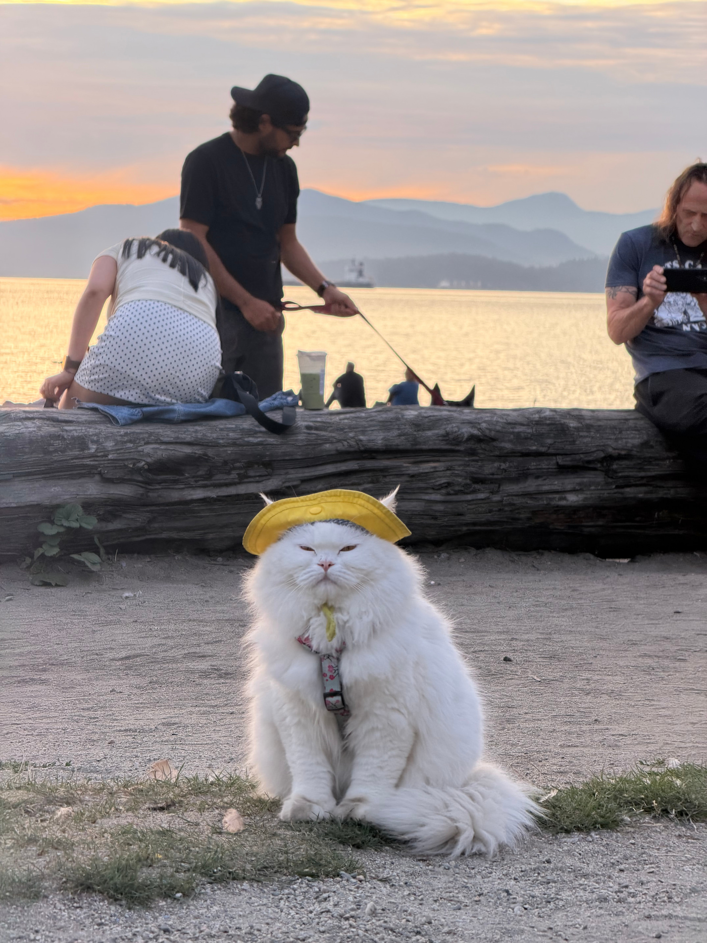 A cat wearing a yellow hat
